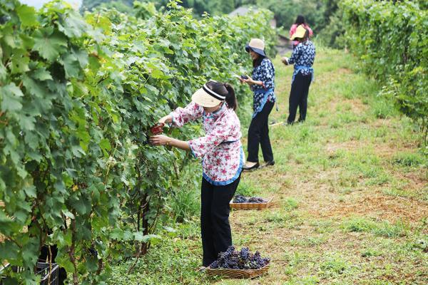 涪陵采摘园有哪些地方，涪陵冬季水果种植面积多少。 涪陵采摘园有哪些地方，涪陵冬季水果种植面积多少。 水果种植