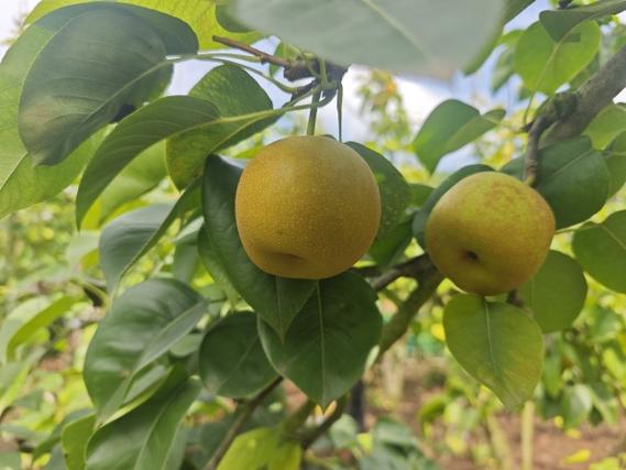 四川遂宁大英县适合种植什么水果，河边种植水果有哪些。 四川遂宁大英县适合种植什么水果，河边种植水果有哪些。 土壤施肥