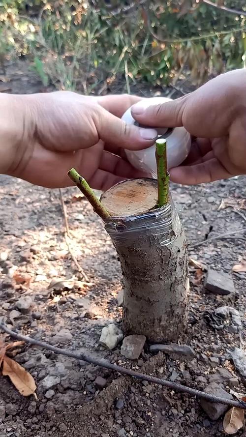 桃树怎么移栽成活率最高，水果增甜技术。 桃树怎么移栽成活率最高，水果增甜技术。 水果种植