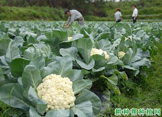 4一5月可以种植花菜吗，什么水果适合五六月种植呢。 4一5月可以种植花菜吗，什么水果适合五六月种植呢。 土壤施肥