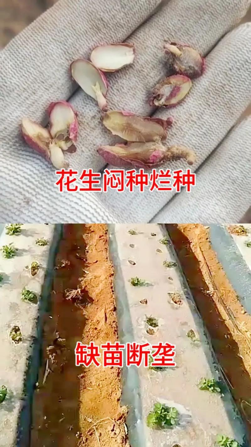 花生种买的时候皮薄为什么种第一年皮厚是怎么回事，山东水果花生种植时间。 花生种买的时候皮薄为什么种第一年皮厚是怎么回事，山东水果花生种植时间。 家禽养殖