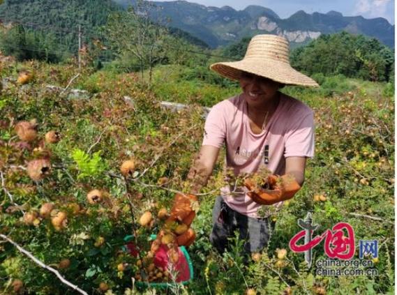 六万山森林种植水果，六万山国家森林公园。 六万山森林种植水果，六万山国家森林公园。 水果种植