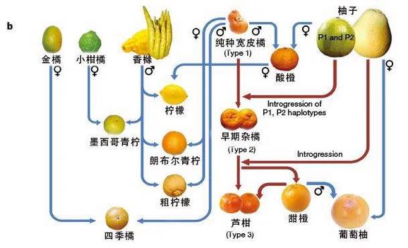 世界上一共有多少种水果，所有水果种植过程图片。 世界上一共有多少种水果，所有水果种植过程图片。 家禽养殖