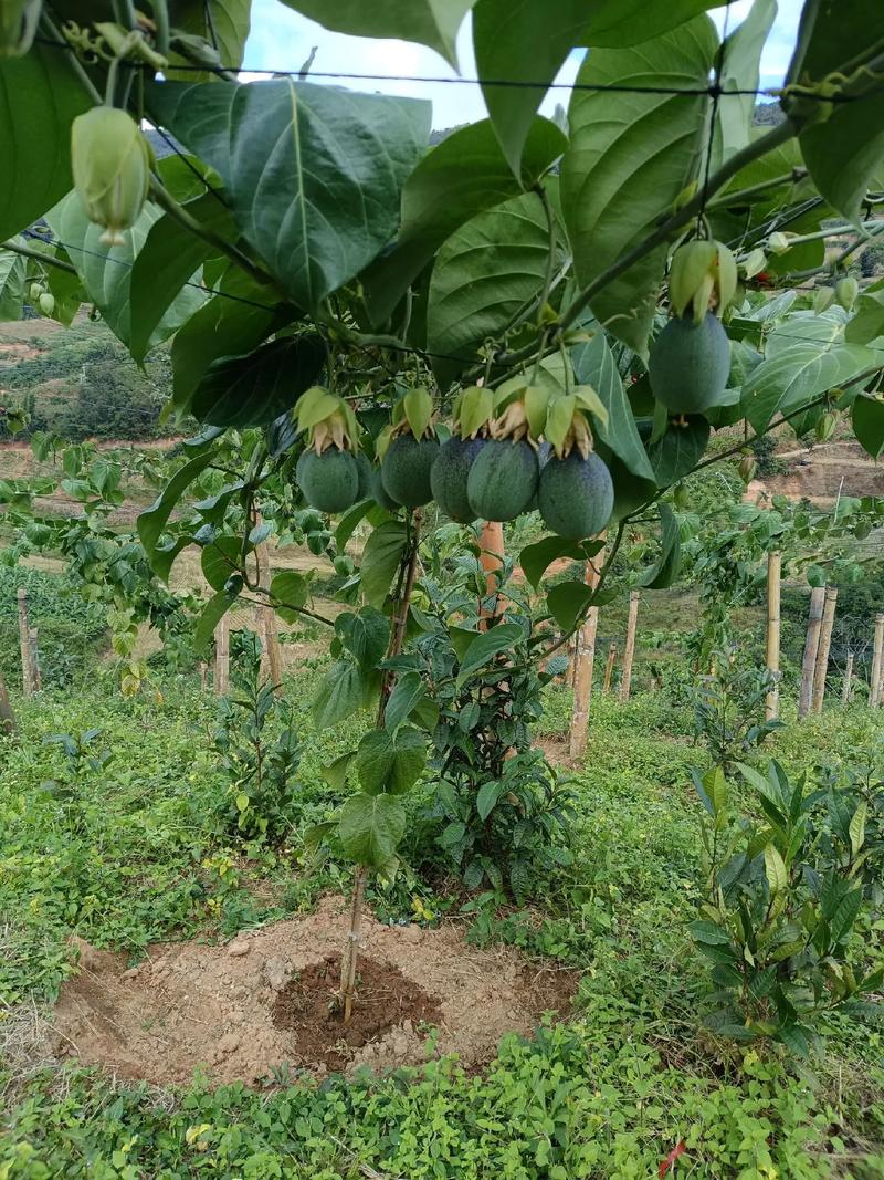 云南适合种什么水果，云南有什么水果种植基地。 云南适合种什么水果，云南有什么水果种植基地。 水果种植