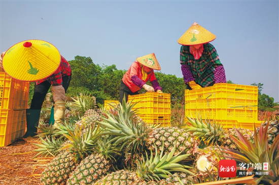 哪个地方的水果最便宜，凭祥水果凤梨种植基地在哪里。 哪个地方的水果最便宜，凭祥水果凤梨种植基地在哪里。 水果种植