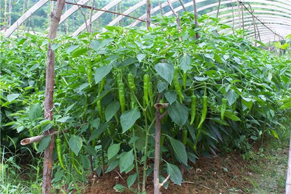 汉川新河蔬菜种植基地，汉川新河蔬菜种植基地电话。 汉川新河蔬菜种植基地，汉川新河蔬菜种植基地电话。 畜牧养殖