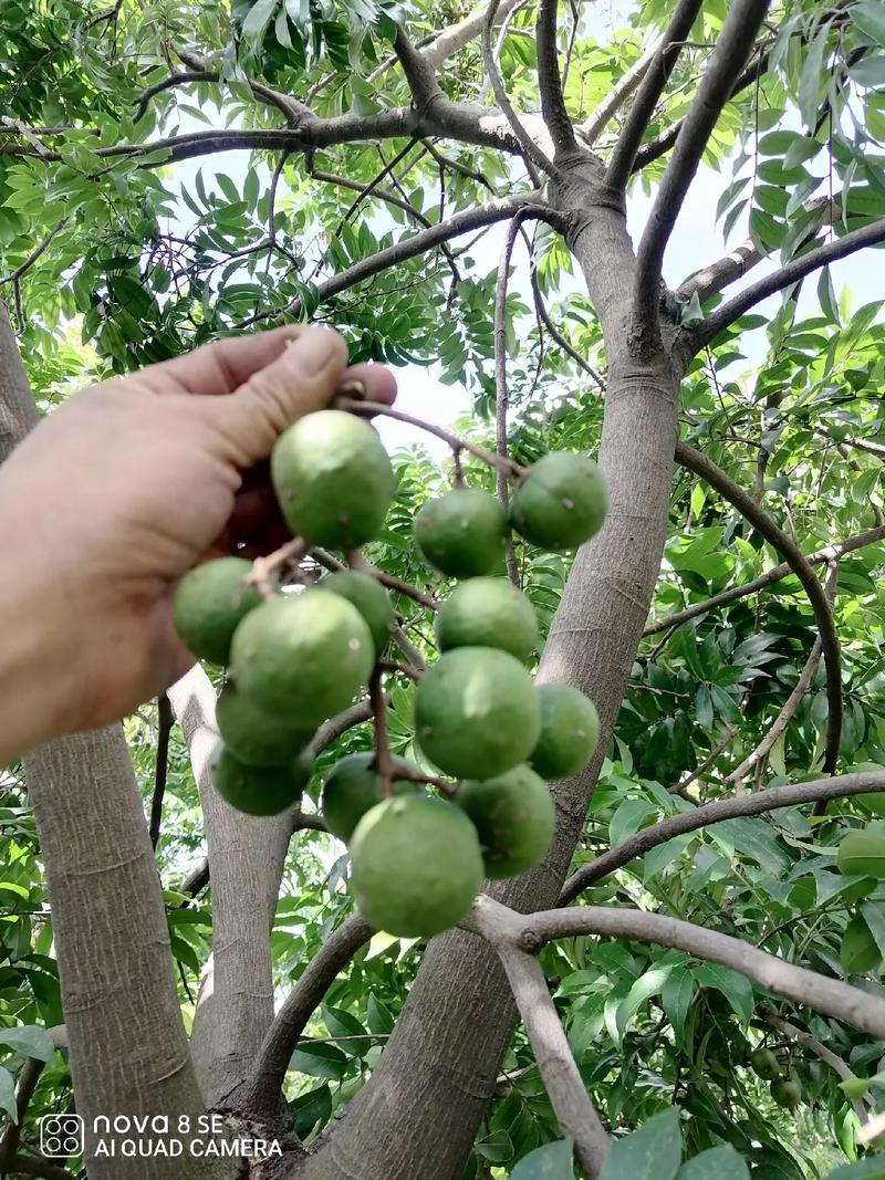 仁面果介绍，侗族种植水果有哪些种类。 仁面果介绍，侗族种植水果有哪些种类。 畜牧养殖