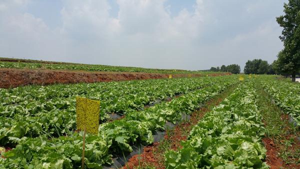 李营蔬菜种植面积，蔬菜基地今年生产了24万吨蔬菜。 李营蔬菜种植面积，蔬菜基地今年生产了24万吨蔬菜。 土壤施肥