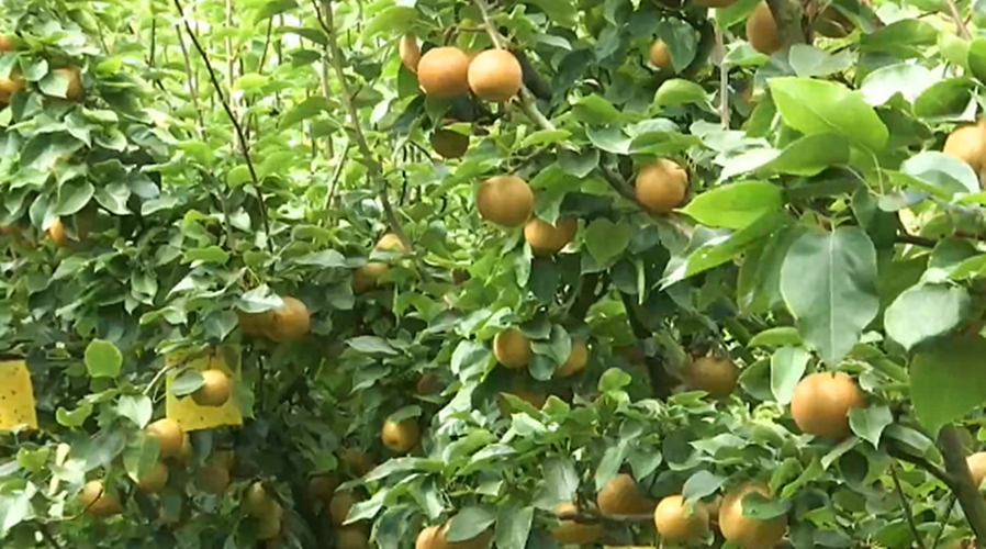 福泉景点介绍，黔南水果种植基地有哪些。 福泉景点介绍，黔南水果种植基地有哪些。 家禽养殖