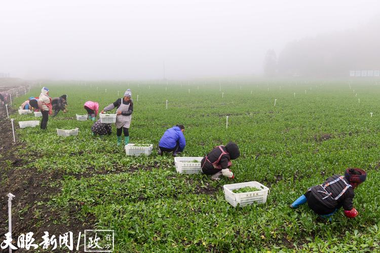 贵州有什么特色菜，贵州安龙水果种植基地在哪里。 贵州有什么特色菜，贵州安龙水果种植基地在哪里。 蔬菜种植