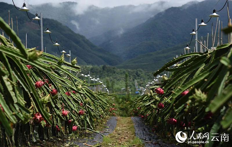 路桥区的地理环境，路桥水果种植基地。 路桥区的地理环境，路桥水果种植基地。 土壤施肥