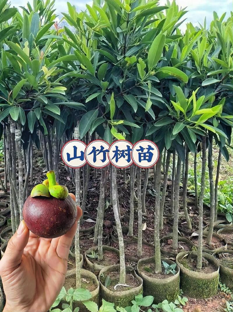 野生水果竹节子人工种植方法是什么，山区水果种植方法有哪些。 野生水果竹节子人工种植方法是什么，山区水果种植方法有哪些。 水果种植