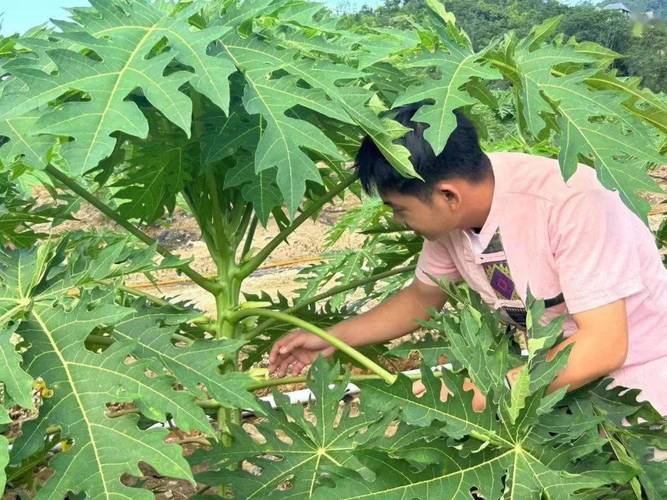 勐腊有什么水果，勐腊县种植水果基地。 勐腊有什么水果，勐腊县种植水果基地。 水果种植