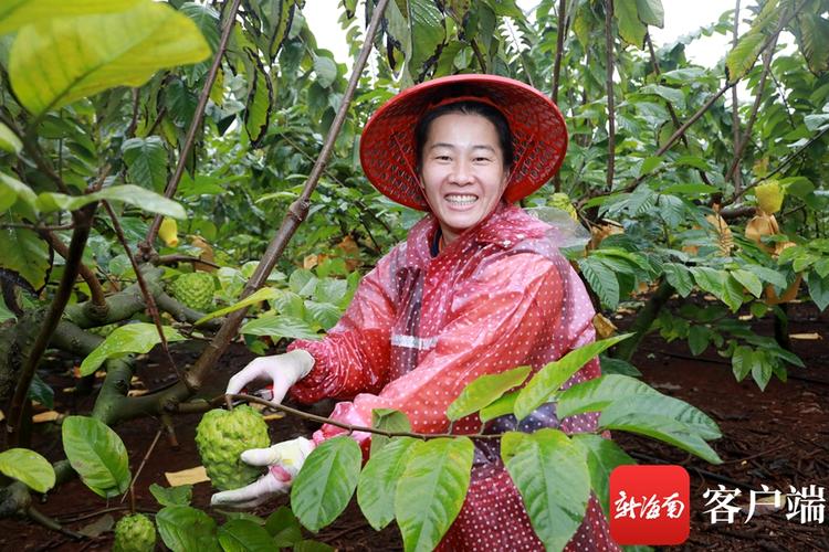 海南适合种植什么果树，海南直播卖水果。 海南适合种植什么果树，海南直播卖水果。 土壤施肥