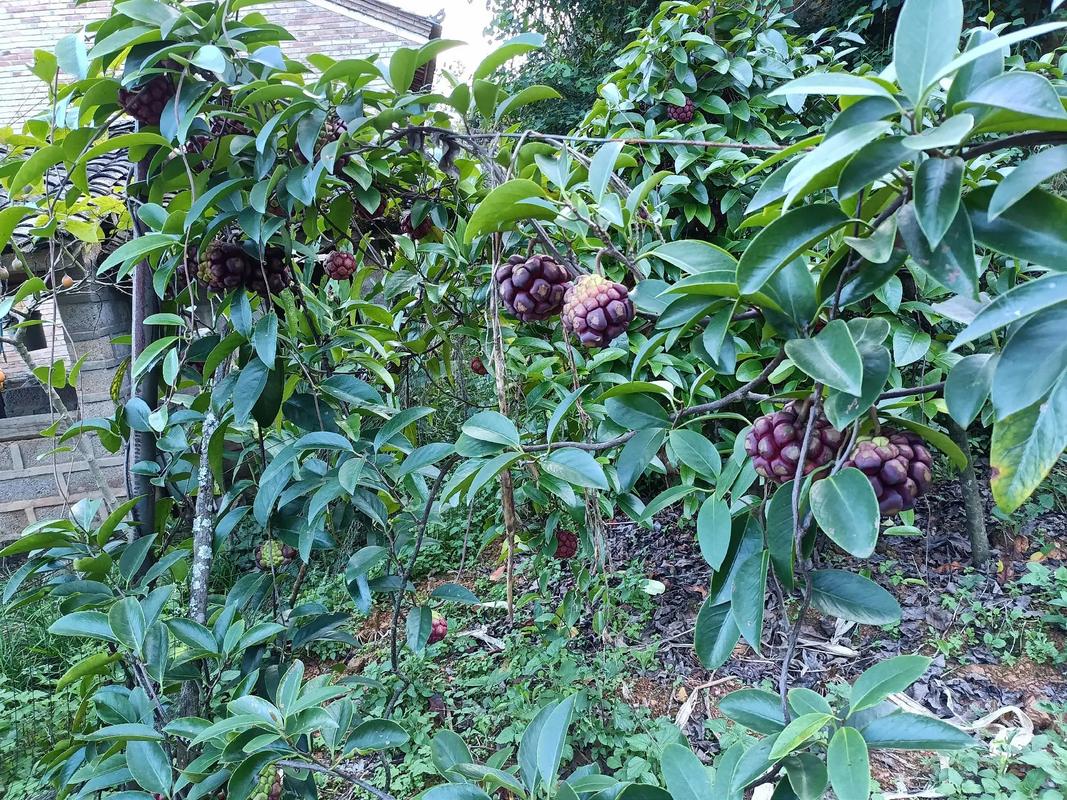 长寿果湖南地区适合种植吗，黑老虎水果种植环境要求。 长寿果湖南地区适合种植吗，黑老虎水果种植环境要求。 家禽养殖