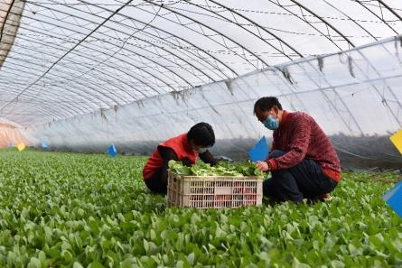 延庆生态蔬菜种植，延庆北菜园有机蔬菜。 延庆生态蔬菜种植，延庆北菜园有机蔬菜。 蔬菜种植