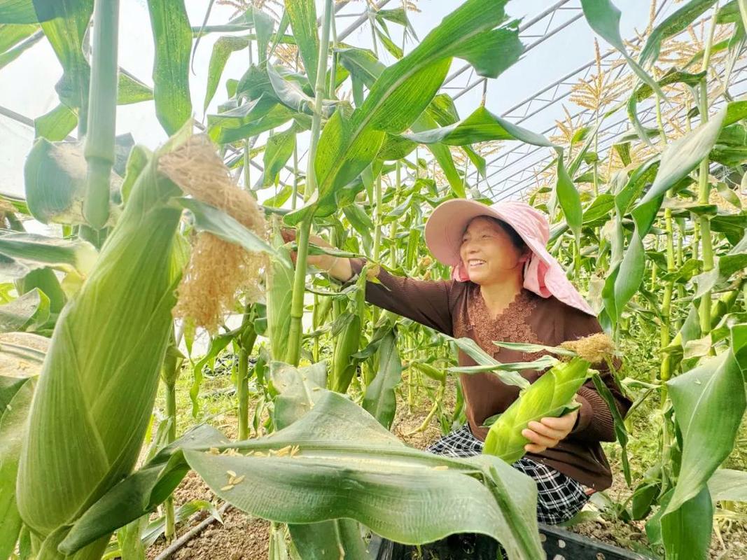 哪里适合种水果玉米，附近种植水果玉米基地在哪里。 哪里适合种水果玉米，附近种植水果玉米基地在哪里。 土壤施肥