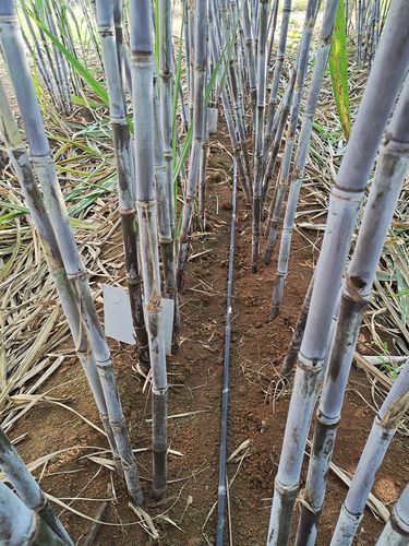 水果甘蔗产地是哪里，中国水果甘蔗种植基地在哪里。 水果甘蔗产地是哪里，中国水果甘蔗种植基地在哪里。 蔬菜种植