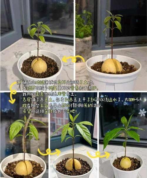 水果核盆栽种植方法，水果叶子种植方法。 水果核盆栽种植方法，水果叶子种植方法。 土壤施肥