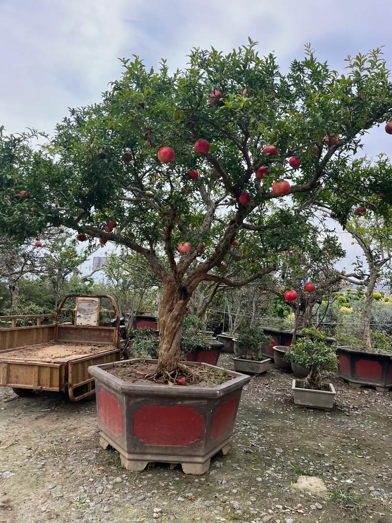 院子里种什么水果树好，种植几棵水果树最好呢。 院子里种什么水果树好，种植几棵水果树最好呢。 蔬菜种植