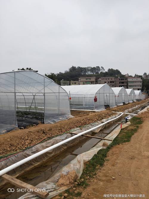 在大棚内如何种植草莓，草莓大棚的水果种植方法视频。 在大棚内如何种植草莓，草莓大棚的水果种植方法视频。 畜牧养殖