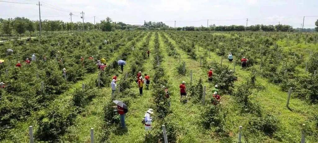 世界黑莓主产地，黑莓种植云南水果种植技术。 世界黑莓主产地，黑莓种植云南水果种植技术。 土壤施肥