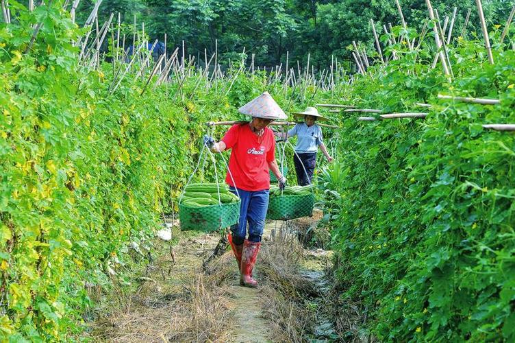 温室大棚蔬菜种什么效益好，寿光水果苦瓜种植基地在哪里。 温室大棚蔬菜种什么效益好，寿光水果苦瓜种植基地在哪里。 水果种植