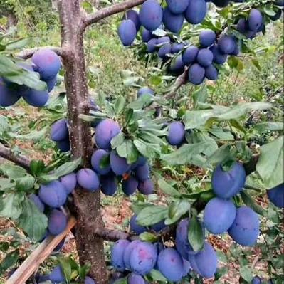 汶川西梅几月份大量上市，汶川当地水果种植时间。 汶川西梅几月份大量上市，汶川当地水果种植时间。 水果种植