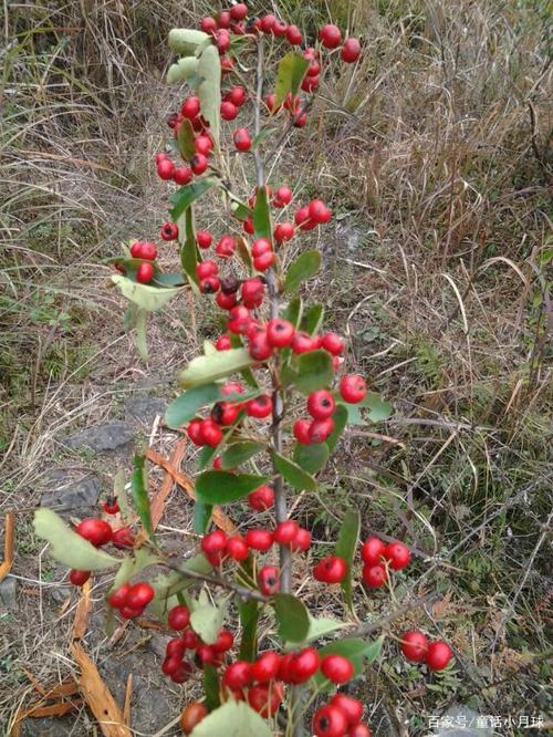 南方地区的黄泥土山坡适合种什么水果品种，种植水果的山坡叫什么。 南方地区的黄泥土山坡适合种什么水果品种，种植水果的山坡叫什么。 畜牧养殖