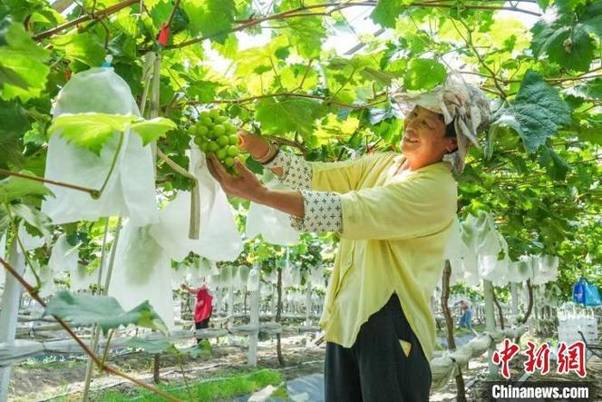 农民该如何去发展有机水果种植，怎么种植水果之类的植物。 农民该如何去发展有机水果种植，怎么种植水果之类的植物。 家禽养殖