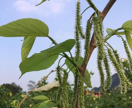 桑菌的种植技术，水果桑怎么种植视频。 桑菌的种植技术，水果桑怎么种植视频。 蔬菜种植