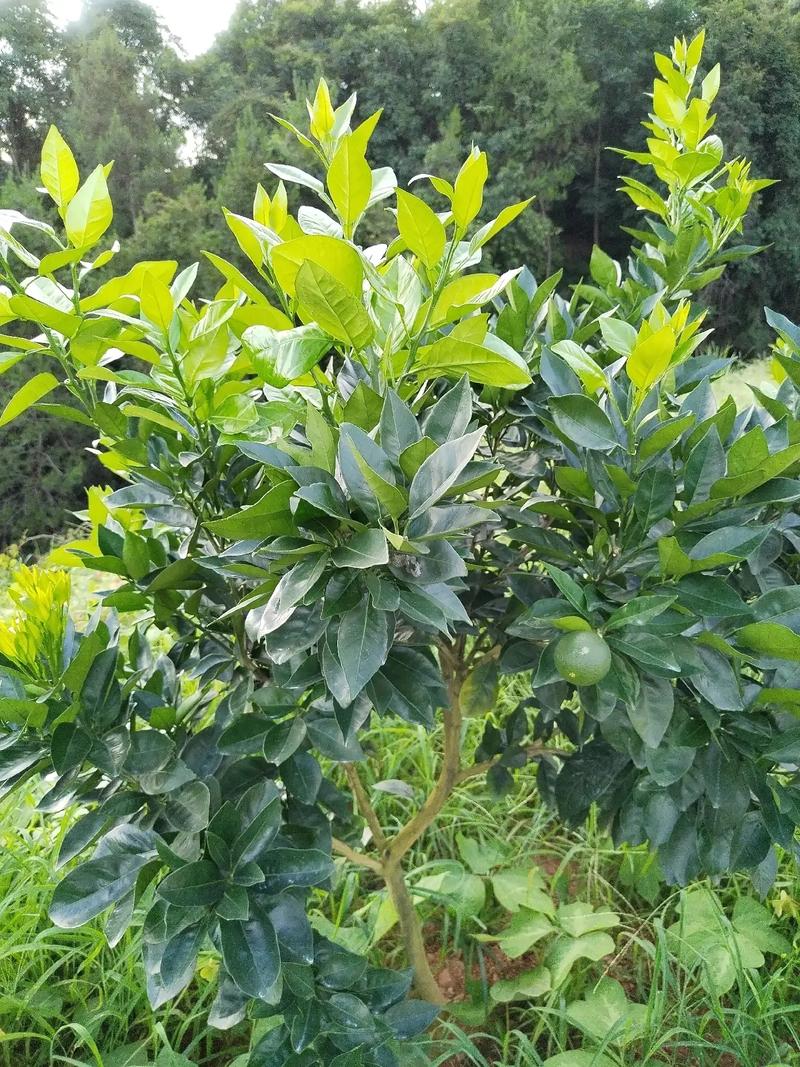 赣州的安远县相邻的县有哪些，龙南适宜种植哪些水果树。 赣州的安远县相邻的县有哪些，龙南适宜种植哪些水果树。 土壤施肥