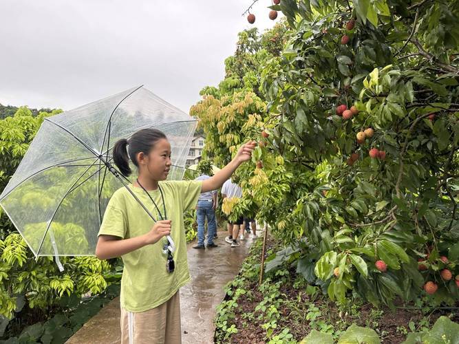 宜宾大塔荔枝成熟时间，宜宾种植出优质水果的地方。 宜宾大塔荔枝成熟时间，宜宾种植出优质水果的地方。 蔬菜种植