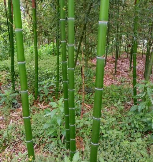 什么水果名有带竹字的，水果竹子能种植吗视频。 什么水果名有带竹字的，水果竹子能种植吗视频。 土壤施肥