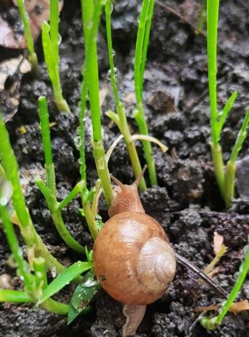 怎么养蜗牛啊，蜗牛水果种植方法。 怎么养蜗牛啊，蜗牛水果种植方法。 土壤施肥