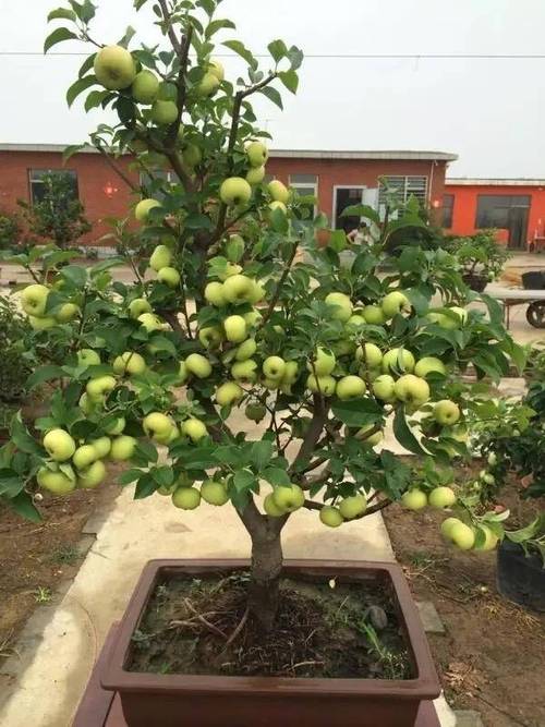 十大吉祥果树排名，年底适合种植什么水果呢。 十大吉祥果树排名，年底适合种植什么水果呢。 畜牧养殖