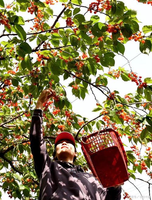 北京名果，北京户外种植水果的地方。 北京名果，北京户外种植水果的地方。 土壤施肥