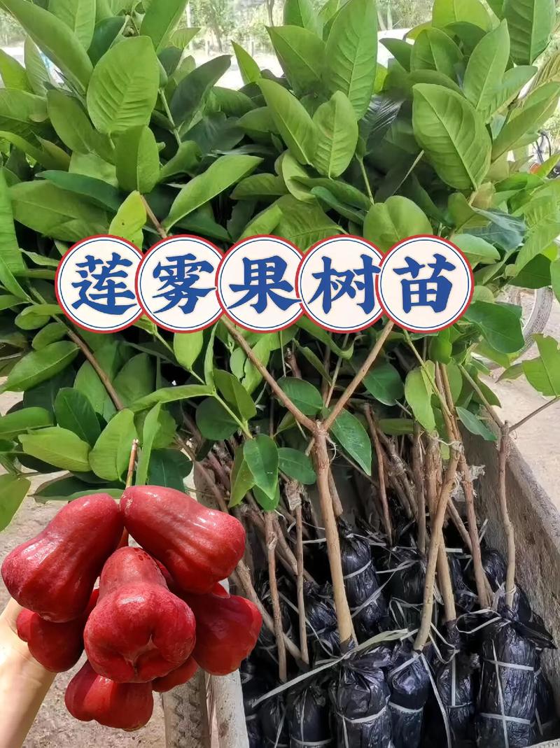 现如今种植什么水果最好，什么水果苗好好种植呢。 现如今种植什么水果最好，什么水果苗好好种植呢。 水果种植