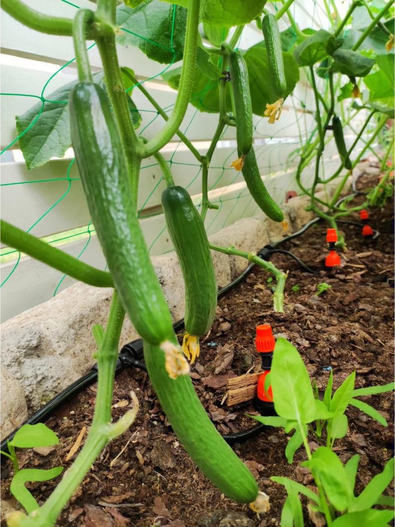 湖南湘西地区黄瓜种植的时间和方法，湖南水果青瓜种植季节是几月。 湖南湘西地区黄瓜种植的时间和方法，湖南水果青瓜种植季节是几月。 土壤施肥