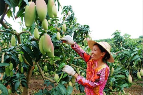 两大瓜果之乡，烟台芒果水果种植基地在哪里。 两大瓜果之乡，烟台芒果水果种植基地在哪里。 畜牧养殖