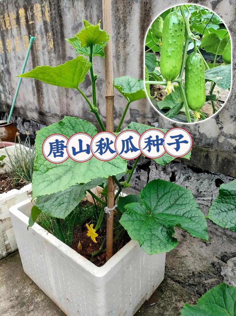 怎样把水果上传到抖音，家庭种植水果 盆栽视频教程。 怎样把水果上传到抖音，家庭种植水果 盆栽视频教程。 土壤施肥