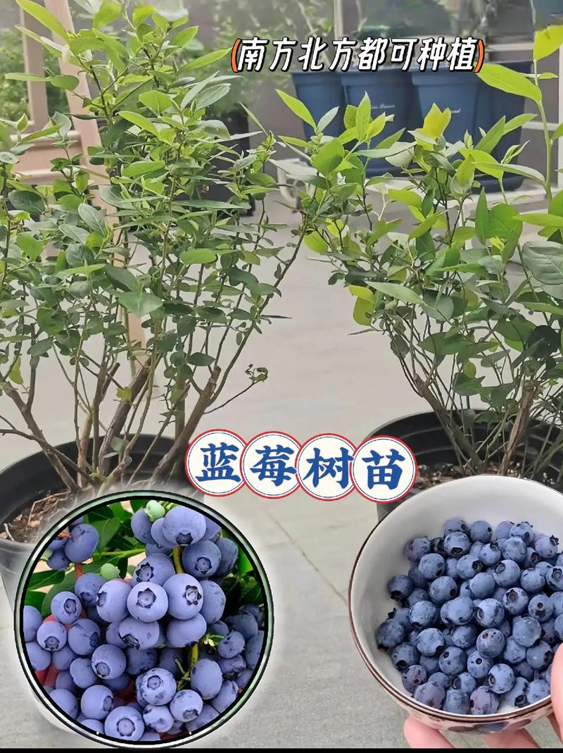 关于湖南湘西水果蓝莓类种植的信息 关于湖南湘西水果蓝莓类种植的信息 水果种植