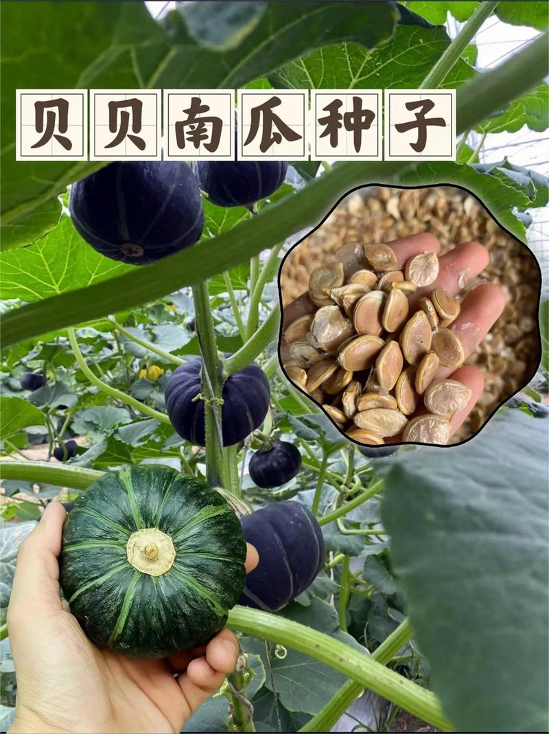 南瓜视频南瓜籽怎么获取，水果南瓜种植视频。 南瓜视频南瓜籽怎么获取，水果南瓜种植视频。 家禽养殖