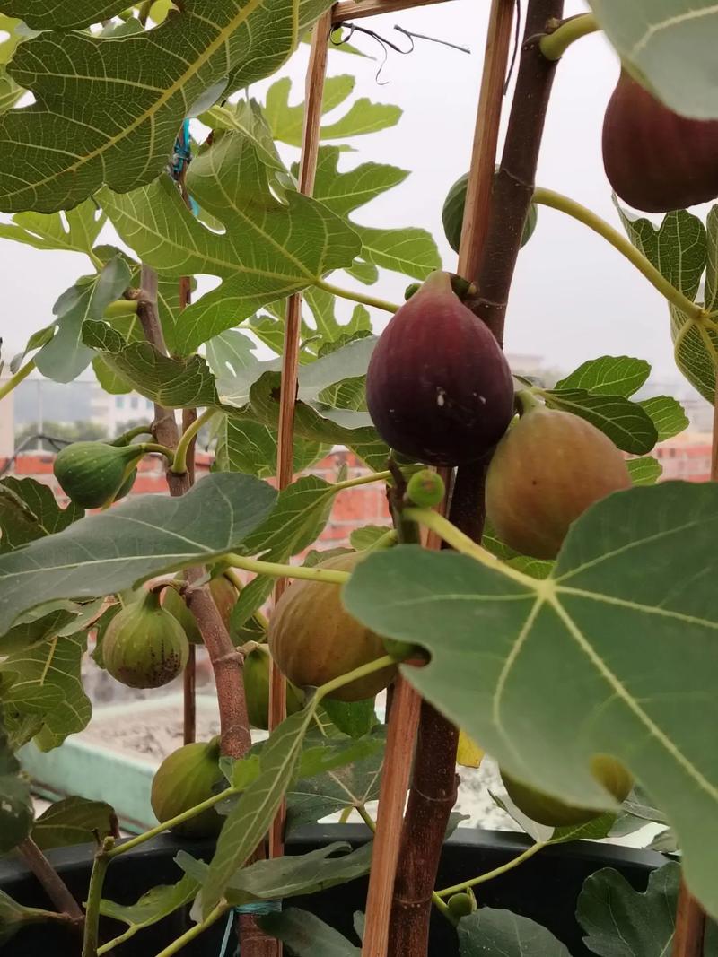 泰国种无花果吗，泰国水果种植面积。 泰国种无花果吗，泰国水果种植面积。 家禽养殖