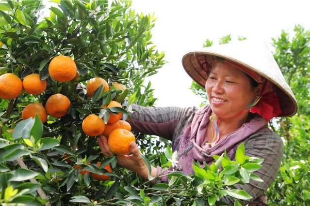 临沧种植什么果树挣钱，国外种植什么水果赚钱多。 临沧种植什么果树挣钱，国外种植什么水果赚钱多。 土壤施肥