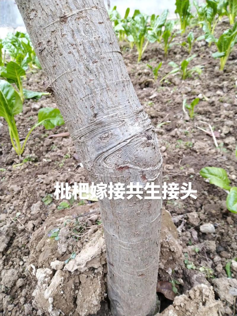 如何在一棵果树树干上嫁接出多种果树枝，结出多种果品来，种植乐园嫁接水果图片。 如何在一棵果树树干上嫁接出多种果树枝，结出多种果品来，种植乐园嫁接水果图片。 家禽养殖