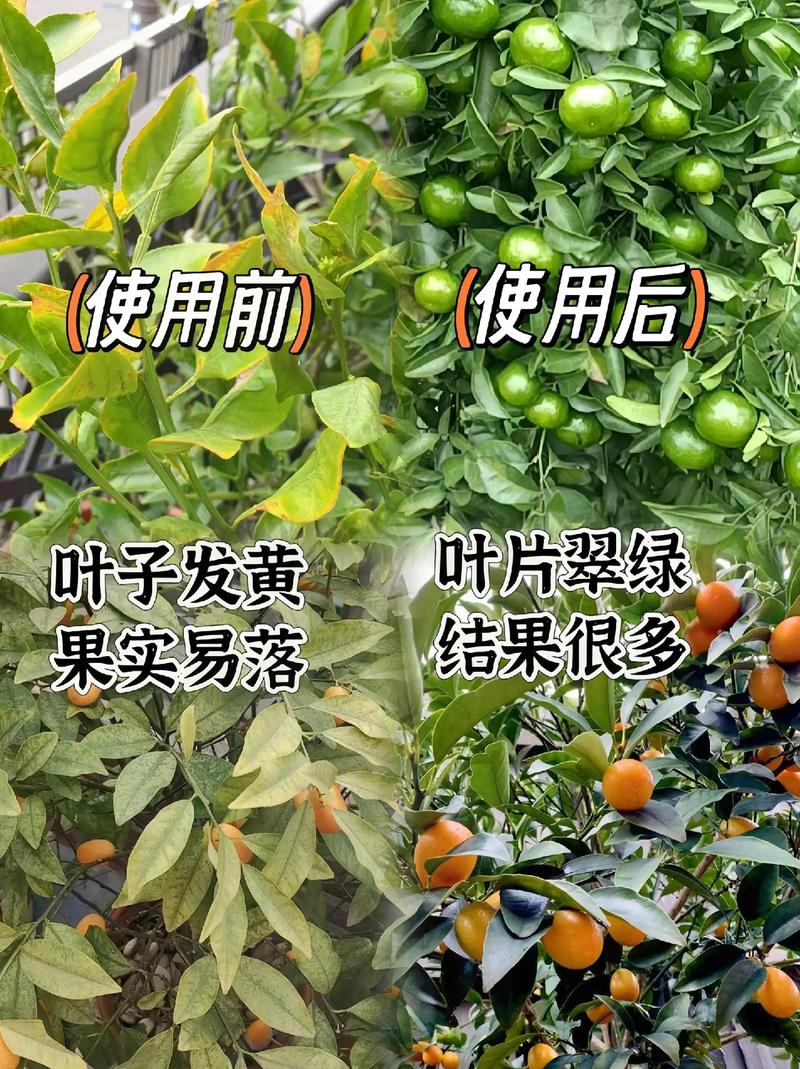 施什么肥料能使柑橘更甜？目前市面上都用什么牌子的，种植水果的 化肥有哪些。 施什么肥料能使柑橘更甜？目前市面上都用什么牌子的，种植水果的 化肥有哪些。 畜牧养殖