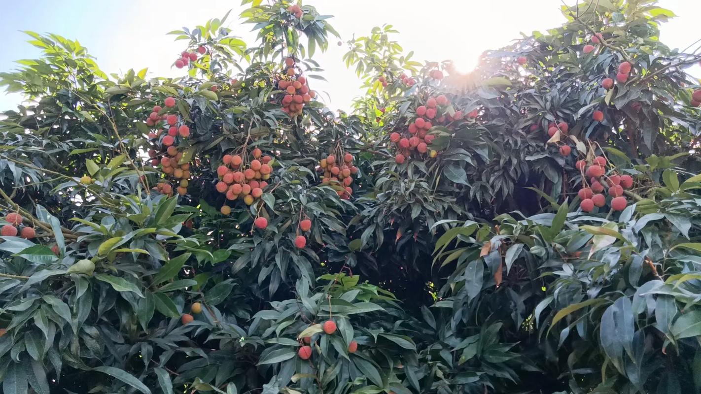 广东适合种植哪些比较好吃的水果，广州可以种植什么水果树。 广东适合种植哪些比较好吃的水果，广州可以种植什么水果树。 土壤施肥