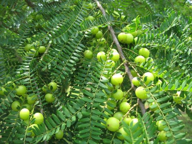 余甘果应该怎么样种植好，。 余甘果应该怎么样种植好，。 蔬菜种植