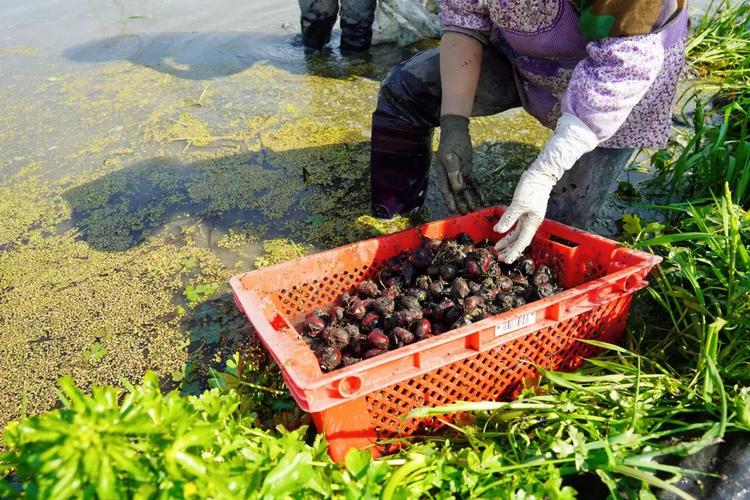 什么蔬菜能够在水里生长，荸荠无土种植水果能吃吗。 什么蔬菜能够在水里生长，荸荠无土种植水果能吃吗。 土壤施肥